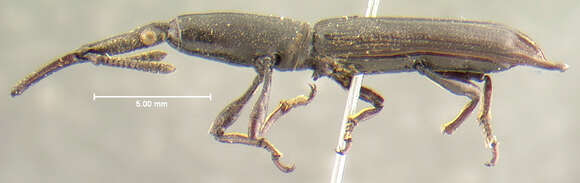 Image of Schizotrachelus