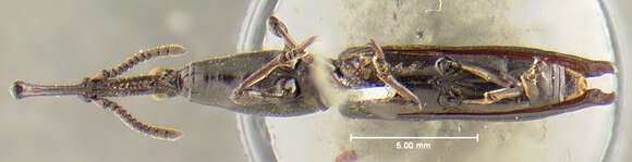 Image of Schizotrachelus