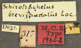 Image of Schizotrachelus brevicaudatus Lacordaire 1866