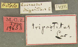 Image of Eubactrus tripartitus Lacordaire 1866