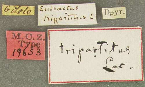 Image of Eubactrus tripartitus Lacordaire 1866