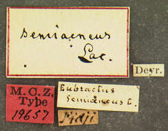 Image of Eubactrus semiaeneus Lacordaire 1866