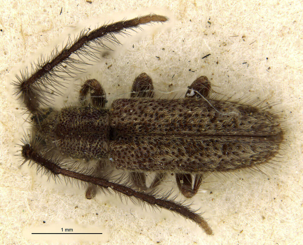 Image of Eupogonius apicicornis Bates 1885