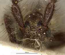 Image of Eupogonius apicicornis Bates 1885