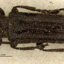 Image of Eupogonius major Bates 1885