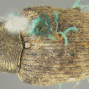 Image of Curculio neocorylus Gibson 1969