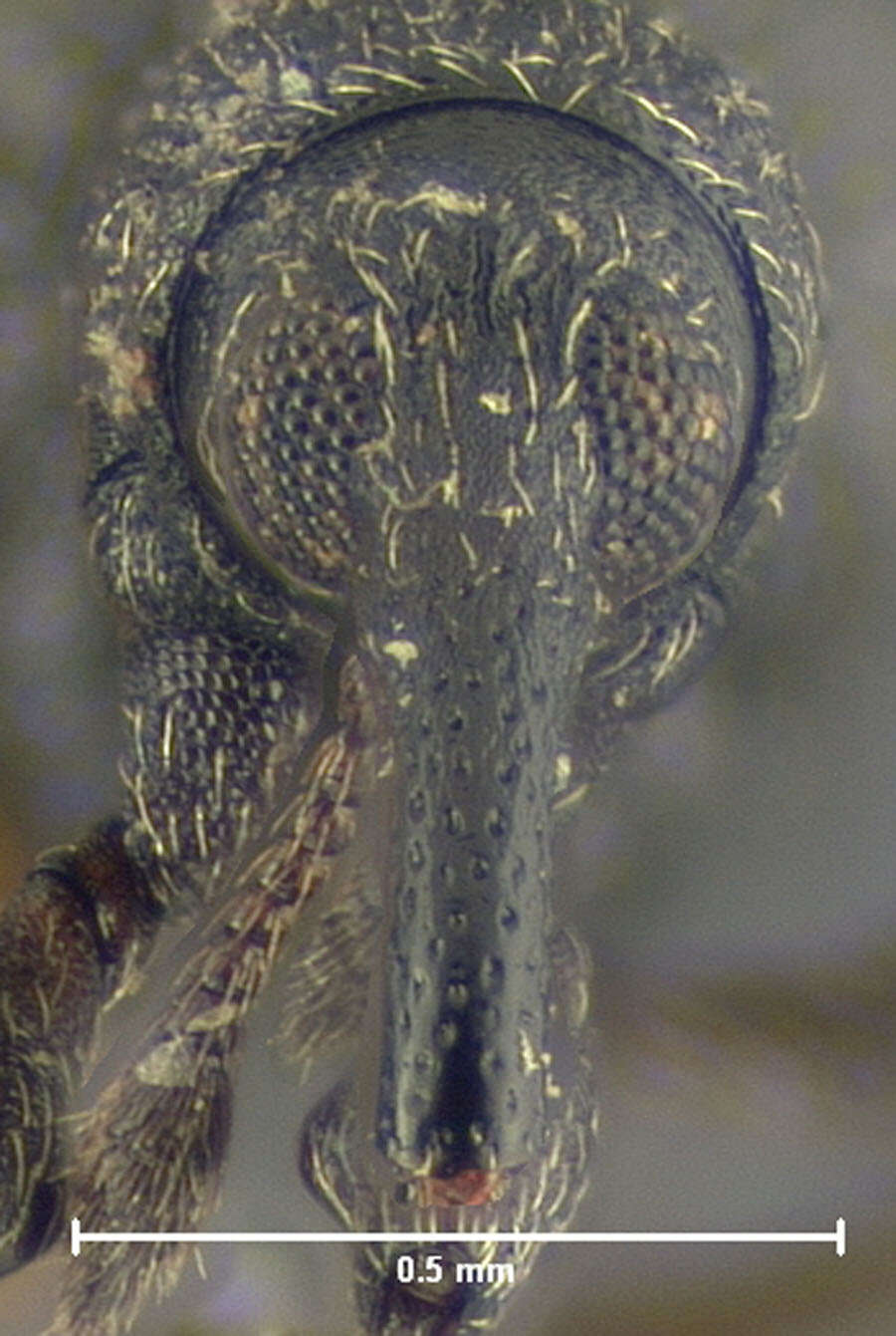 Image of <i>Apion speculiferum</i>