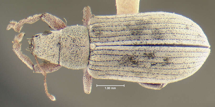 Image of Scythropus albidus Fall 1901