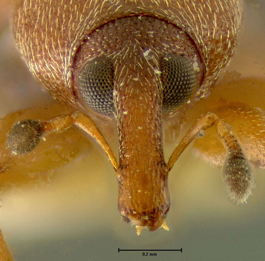 Image of Phyllotrox quadricollis Fall 1907