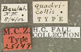 Image of Phyllotrox quadricollis Fall 1907