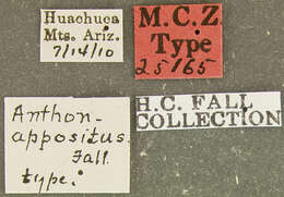 Image of Anthonomus appositus Fall 1913