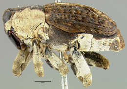 Image of <i>Peltophorus adustus</i>