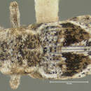 Image of Cylindrocopturus mediinotus (Fall 1906)