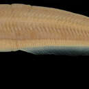 Image of african glass catfish