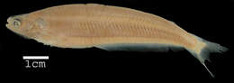 Image of african glass catfish