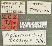 صورة Apteromechus texanus Fall 1925