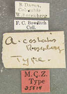 Alurnus costalis Rosenberg 1898的圖片