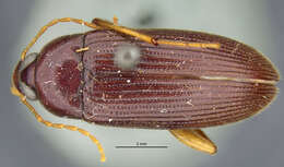 Image of Lobopoda (Lobopoda) paracollis Campbell 1971