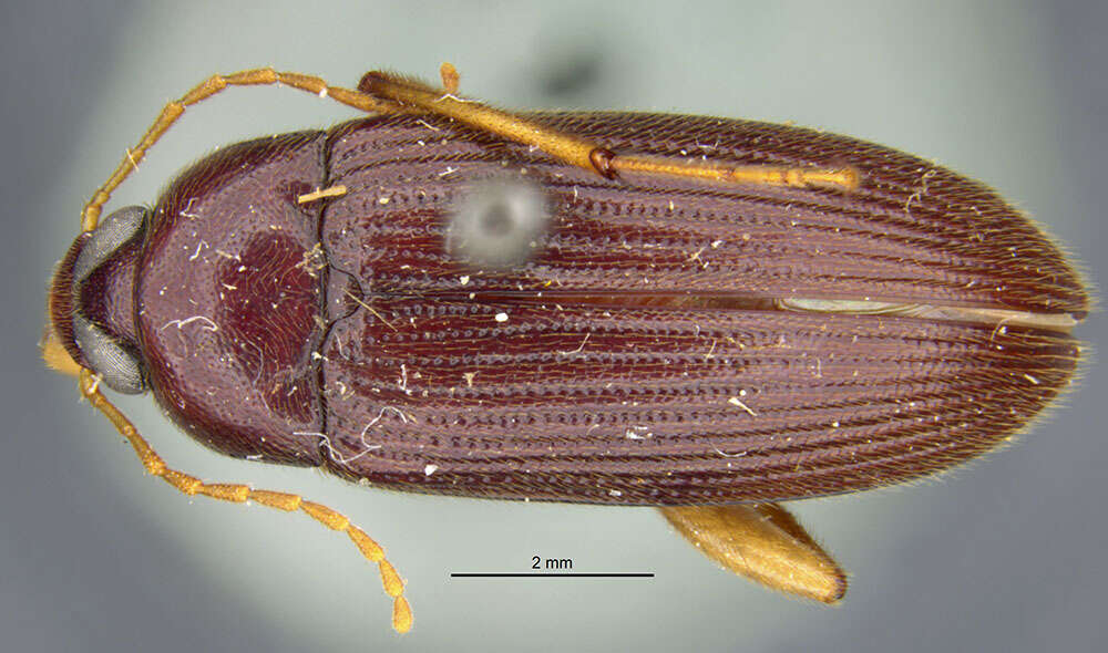 Image of Lobopoda (Lobopoda) paracollis Campbell 1971