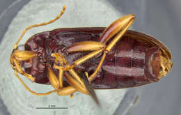 Image of Lobopoda (Lobopoda) paracollis Campbell 1971