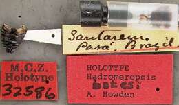 Image of Hadromeropsis (Hadromeropsis) batesi Howden 1982