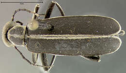 Image of Margined Blister Beetle