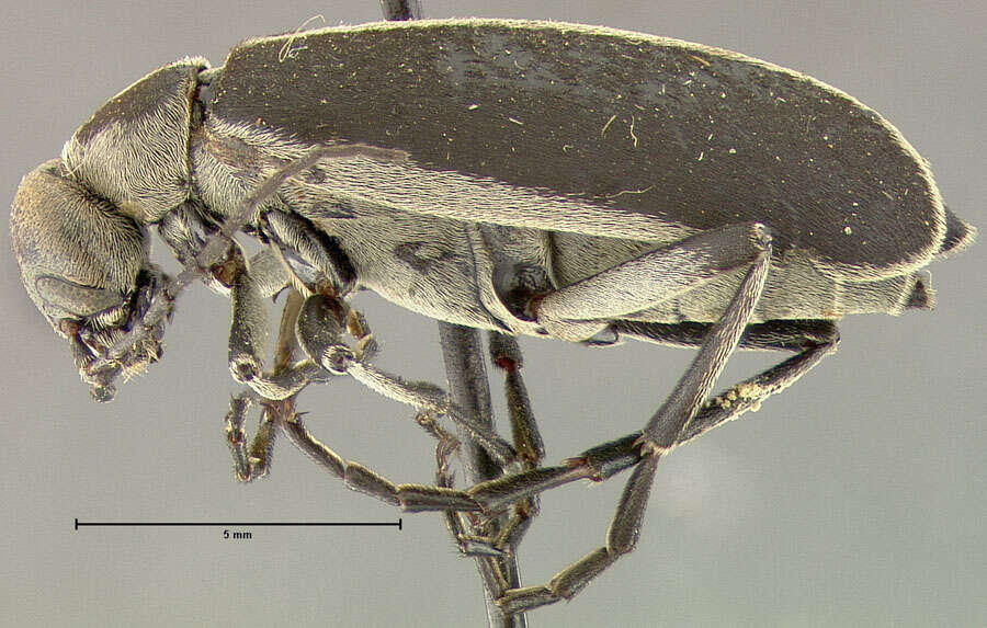 Image of Margined Blister Beetle