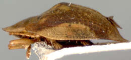 Image of Cassida (Crepidaspis) quadriramosa Gressitt 1952