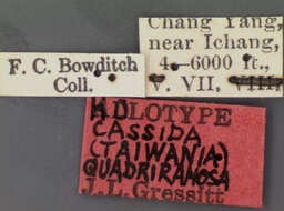 Image of Cassida (Crepidaspis) quadriramosa Gressitt 1952