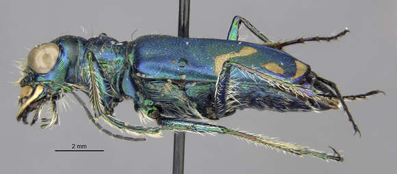 Image of Cicindela (Cicindela) decemnotata meriwetheri Knisley & Kippenhan 2012