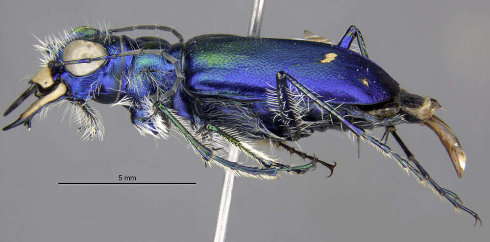 Image of Cicindela (Cicindela) decemnotata bonnevillensis Knisley & Kippenhan 2012