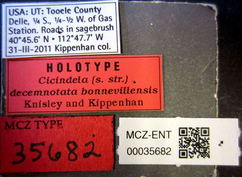 Image of Cicindela (Cicindela) decemnotata bonnevillensis Knisley & Kippenhan 2012