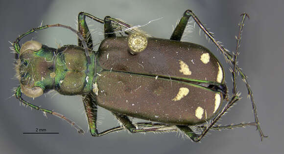 Image of Cicindela (Cicindela) decemnotata montevolans Knisley & Kippenhan 2012