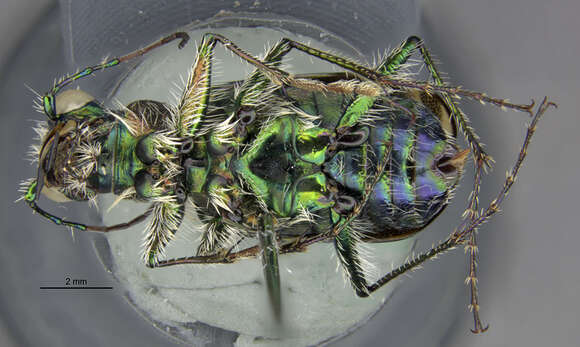 Image of Cicindela (Cicindela) decemnotata montevolans Knisley & Kippenhan 2012