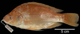 Oreochromis esculentus (Graham 1928) resmi