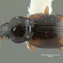 Image of Elaphropus (Barytachys) vernicatus (Casey 1918)