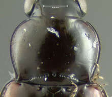 Image of Elaphropus (Barytachys) vernicatus (Casey 1918)