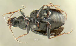 Image of Agonum (Olisares) ferreum Haldeman 1843