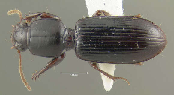 Image of Ground beetle