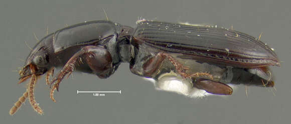 Image of Ground beetle