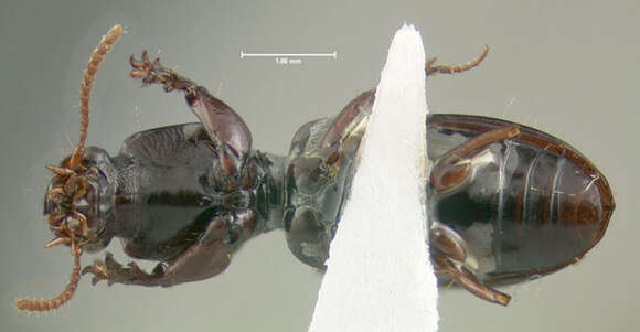 Clivina (Clivina) fossor (Linnaeus 1758)的圖片