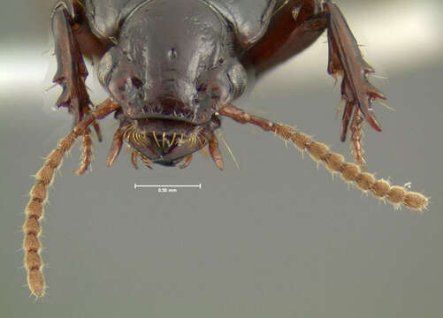 Image of Ground beetle