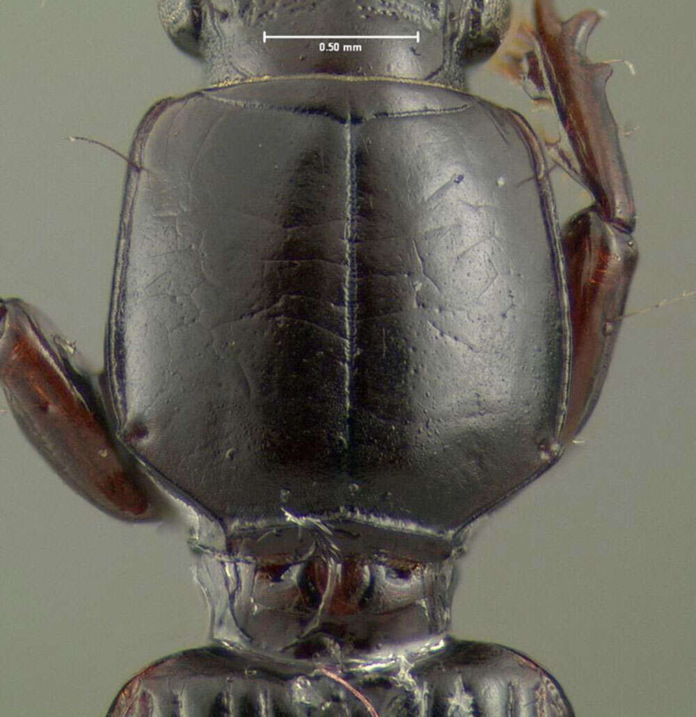 Image of Ground beetle