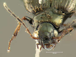 Image of Agonum (Olisares) ferreum Haldeman 1843