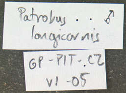 Image de Patrobus longicornis (Say 1823)