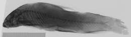 Image of Parodon suborbitalis Valenciennes 1850