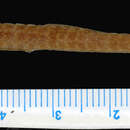 Image of <i>Corythoichthys elerae</i>