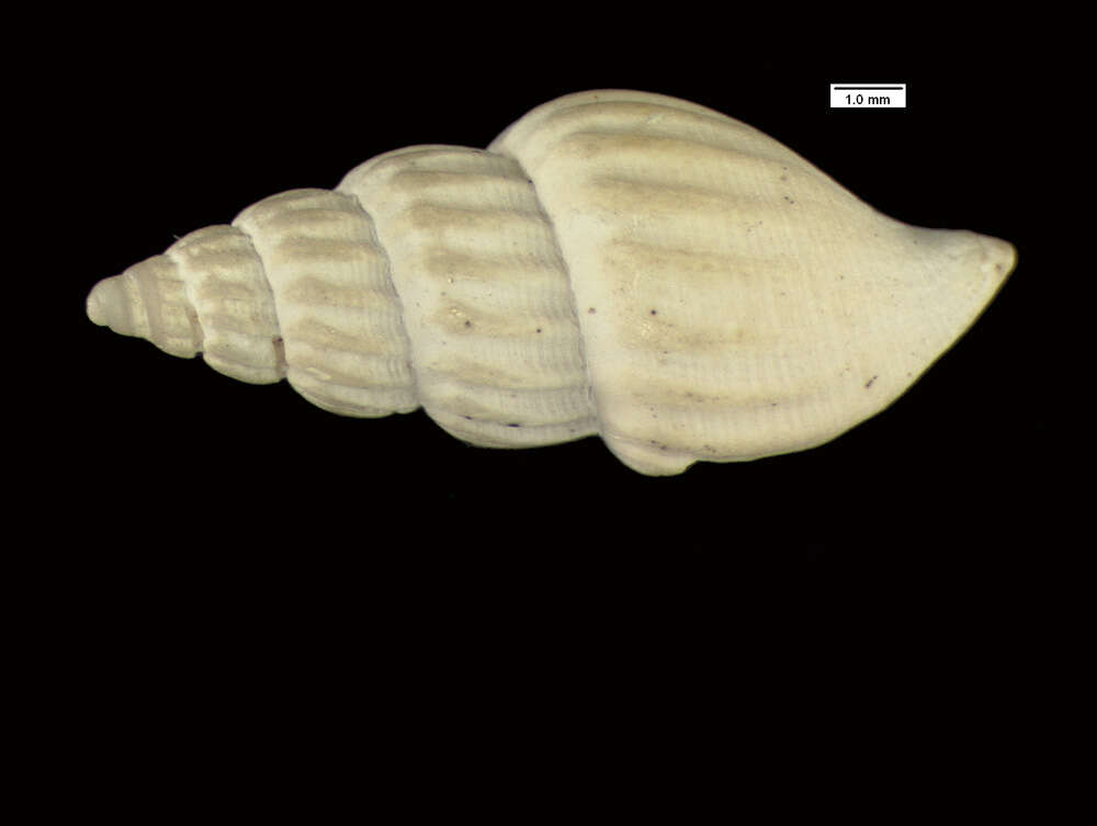 Image of Propebela harpularia (Couthouy 1838)