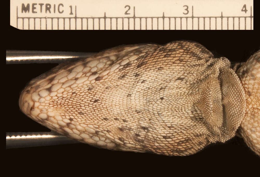 Image of Hypsilurus capreolatus Kraus & Myers 2012