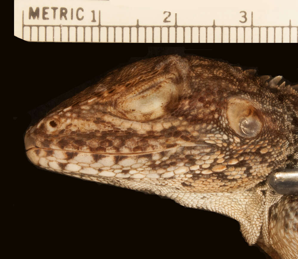 Image of Hypsilurus capreolatus Kraus & Myers 2012